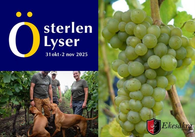 österlenlyser